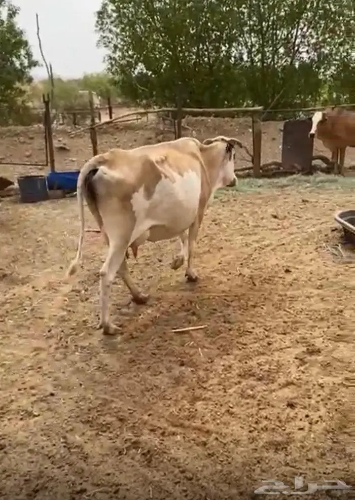بقره للبيع 3