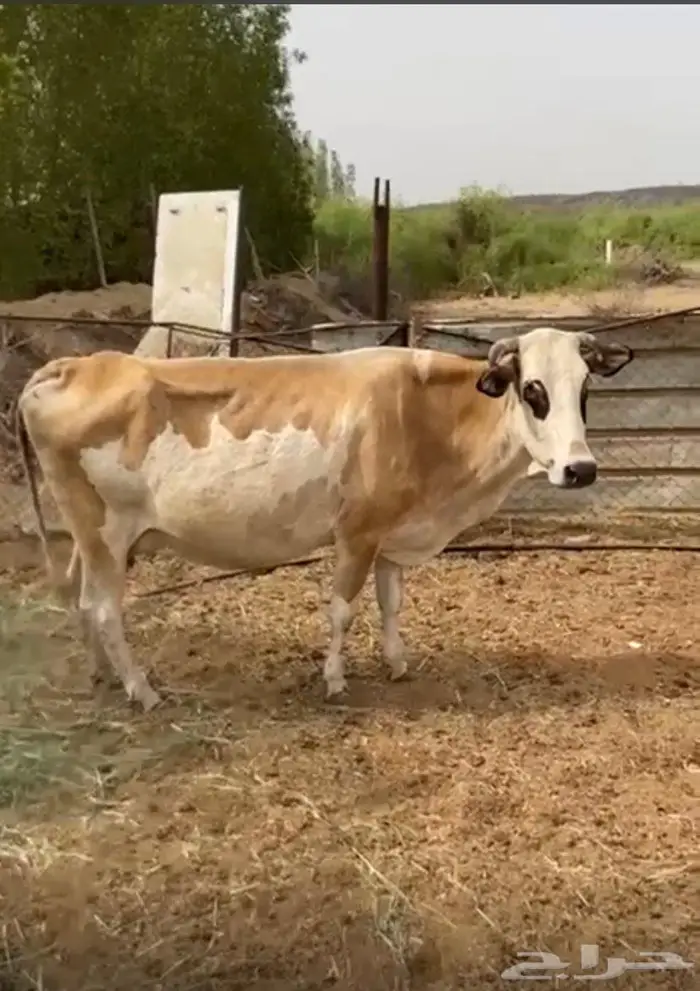 بقره للبيع 2