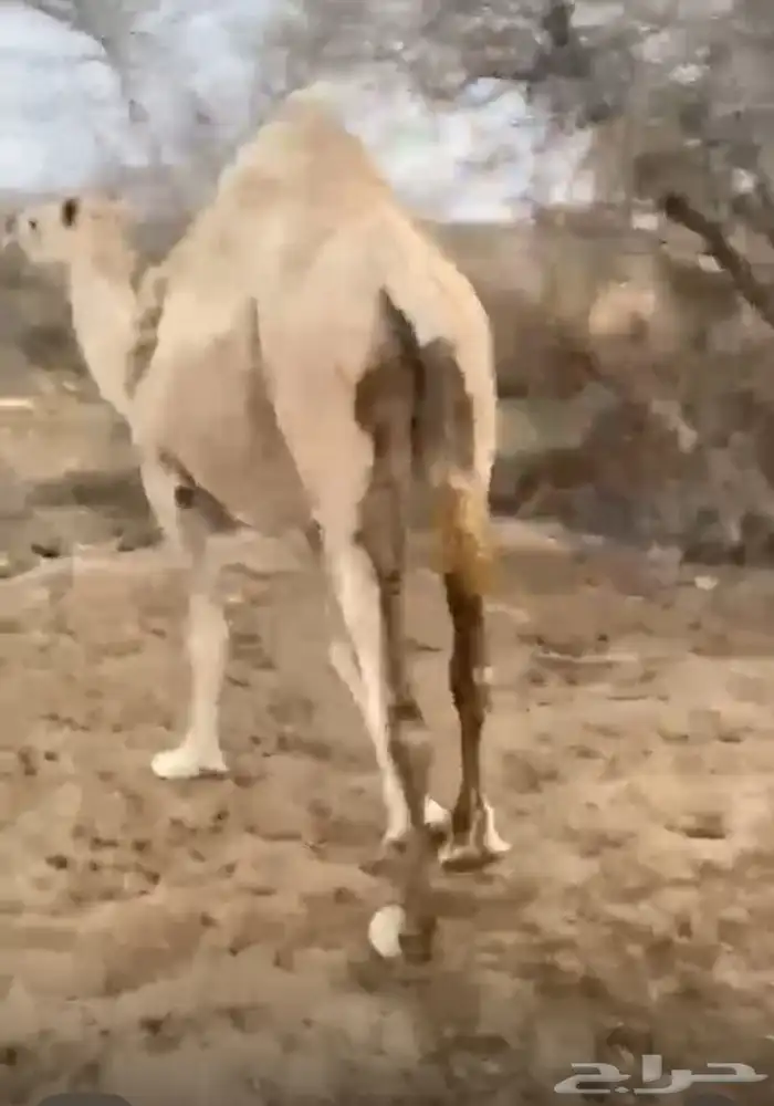 ناقة حايل بريه 1