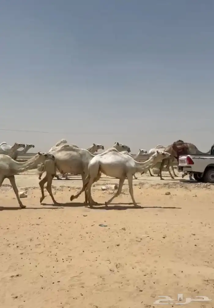 ابل ذود وضح ككفو وطيبه واشباب للبيع 17