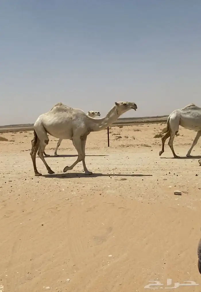 ابل ذود وضح ككفو وطيبه واشباب للبيع 20
