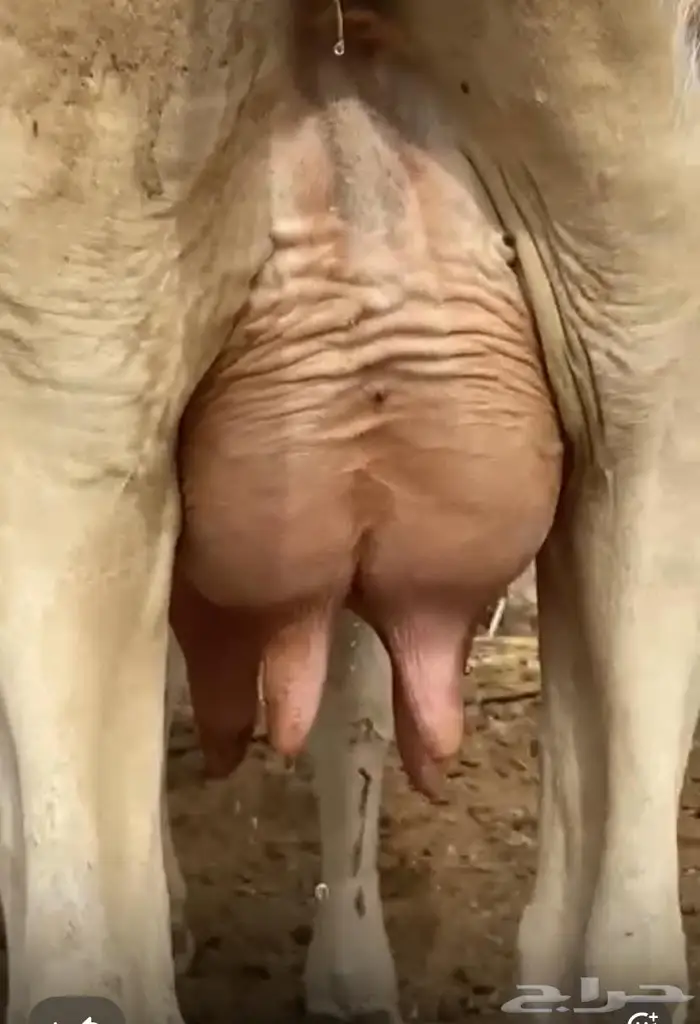 بقره للبيع 1