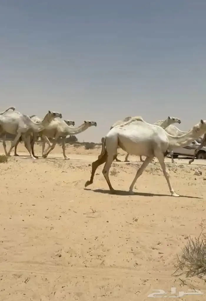 ابل ذود وضح ككفو وطيبه واشباب للبيع 14