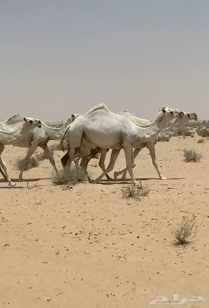 ابل ذود وضح ككفو وطيبه واشباب للبيع 11