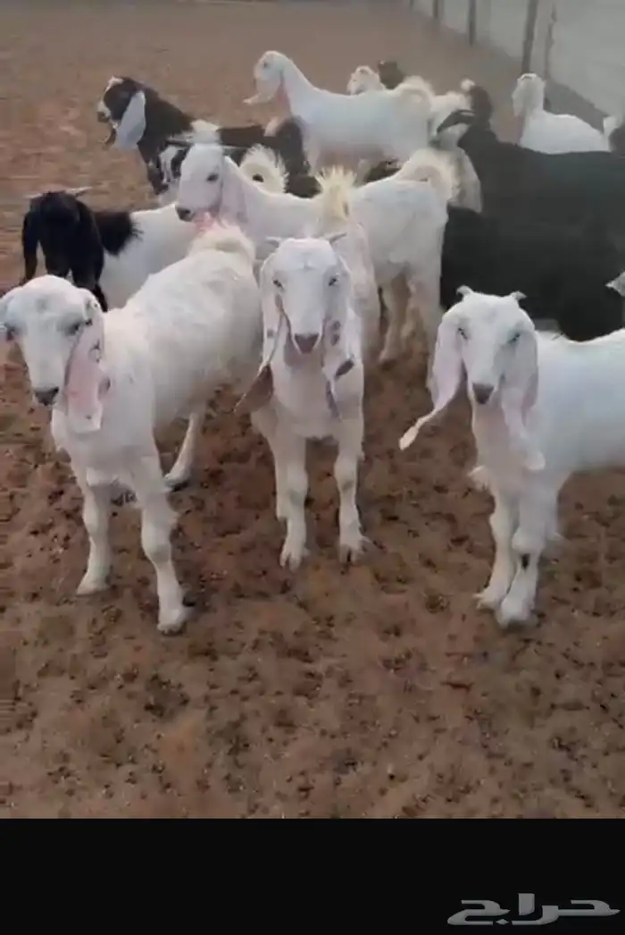 ذبايح شامل الذبح والتوصيل 15