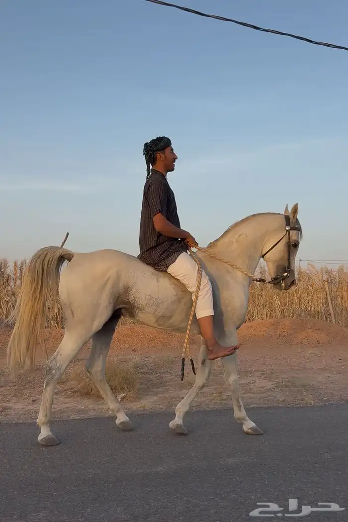 خيل 2