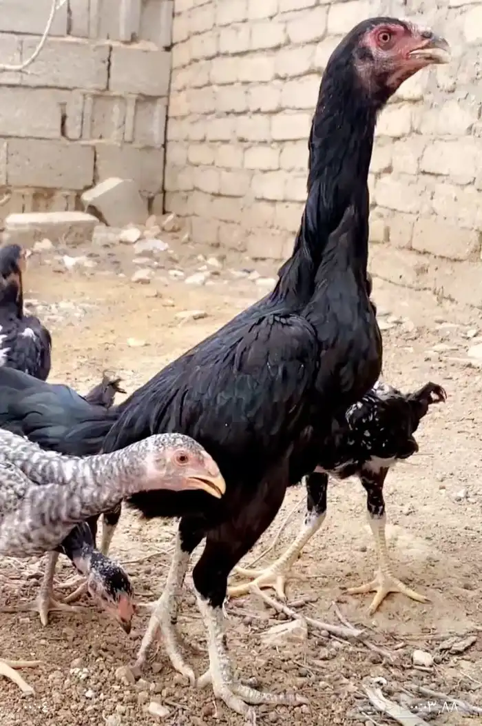 دجاجه سنديه عليها 5 فروخ 2