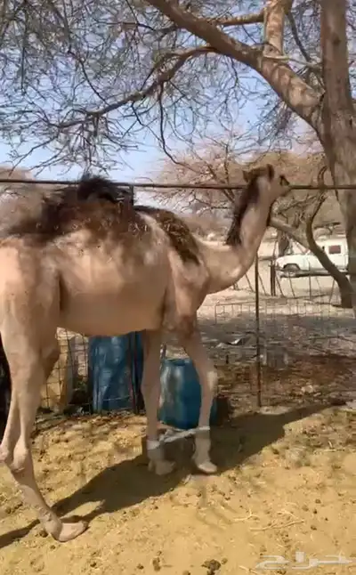 قعود حق مشروع فحل 0