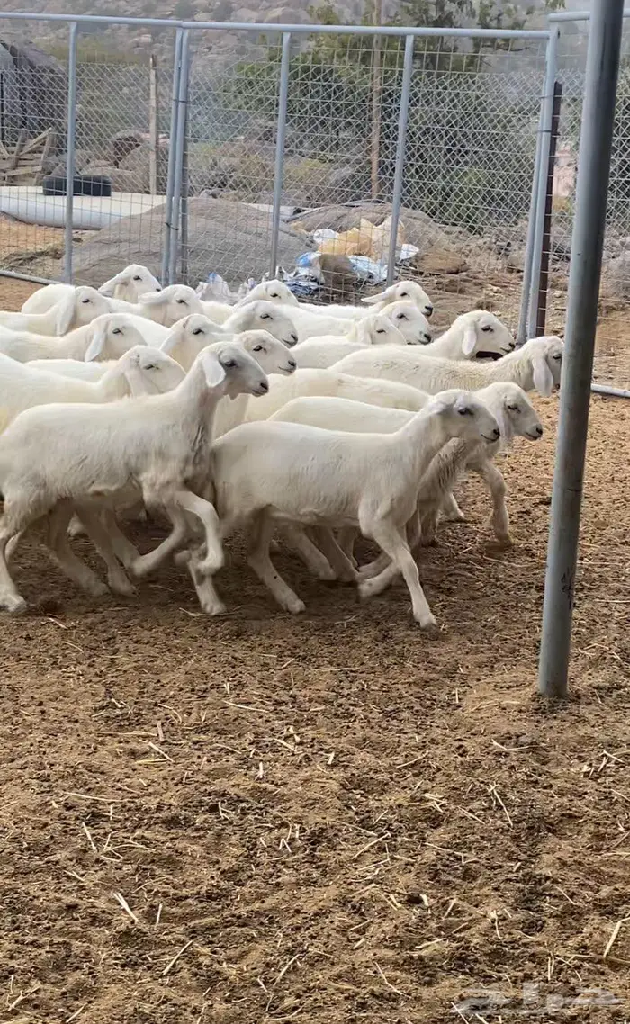 ذبايح للبيع ثلاجة ضيافة 7