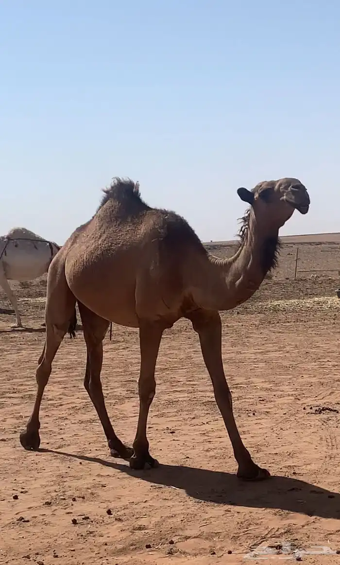 بكره للبيع السن لقيه 0