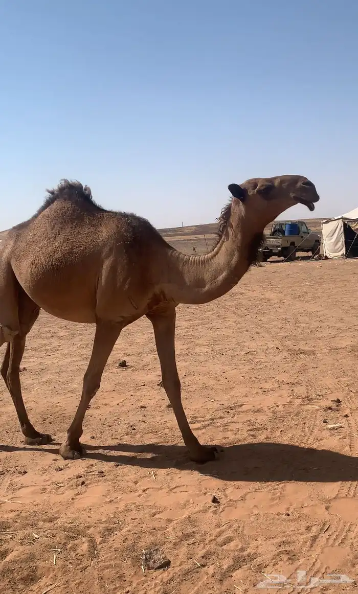 بكره للبيع السن لقيه 2