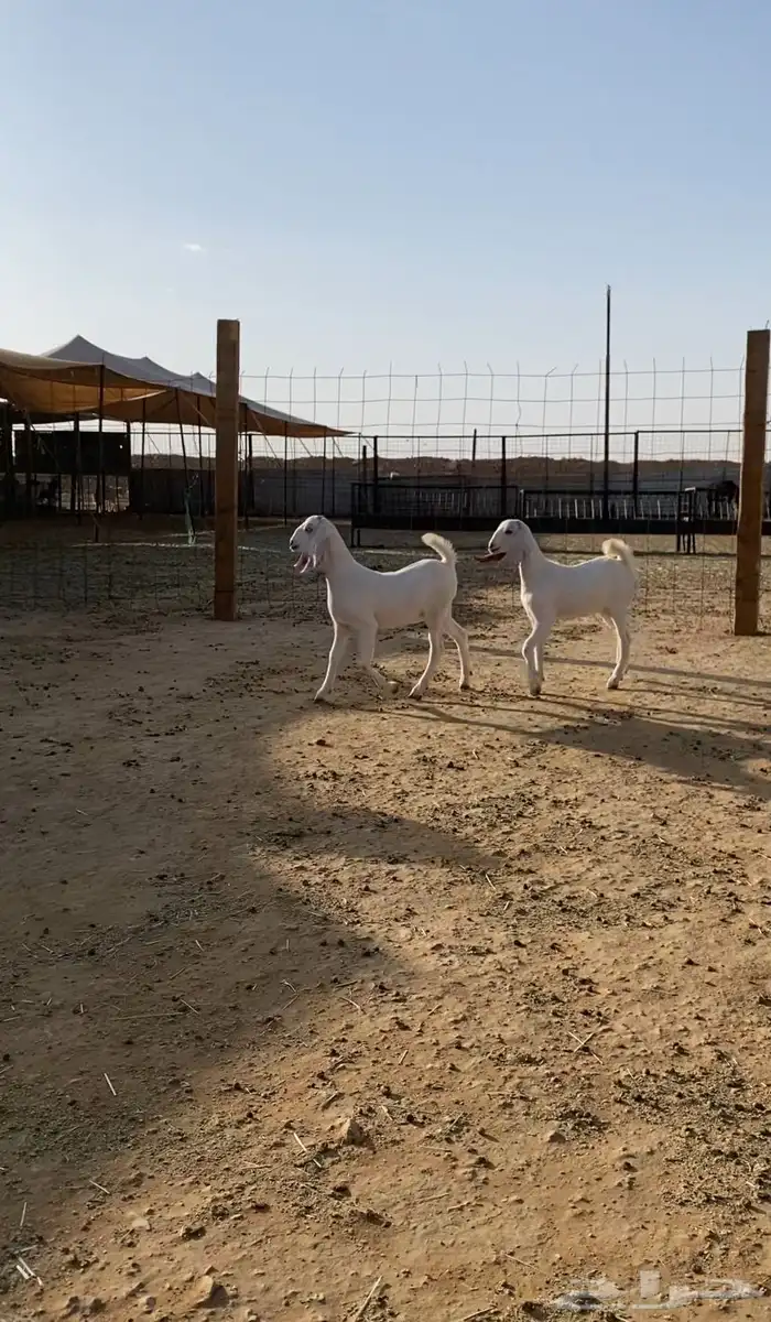 عنز متبع بجفرتين شحم 3