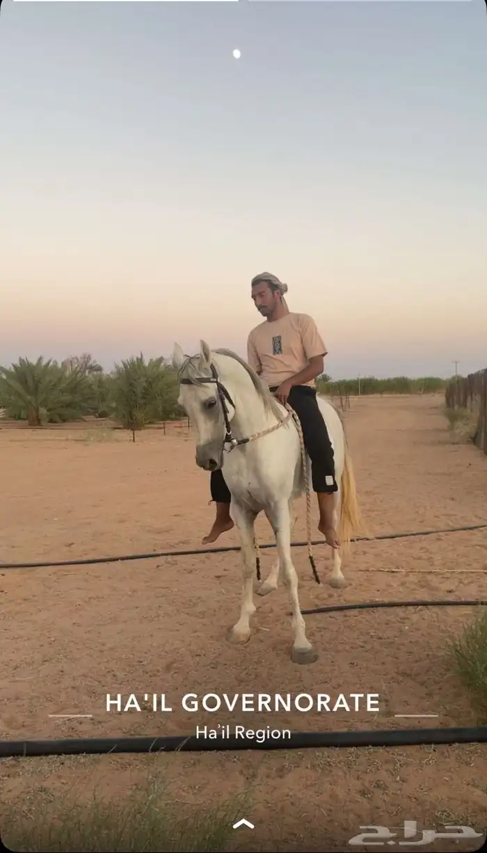 خيل 0