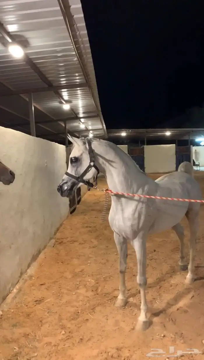 ايواء مربط النياف يرحب بكم عسف تدريب ركوب خيل 2