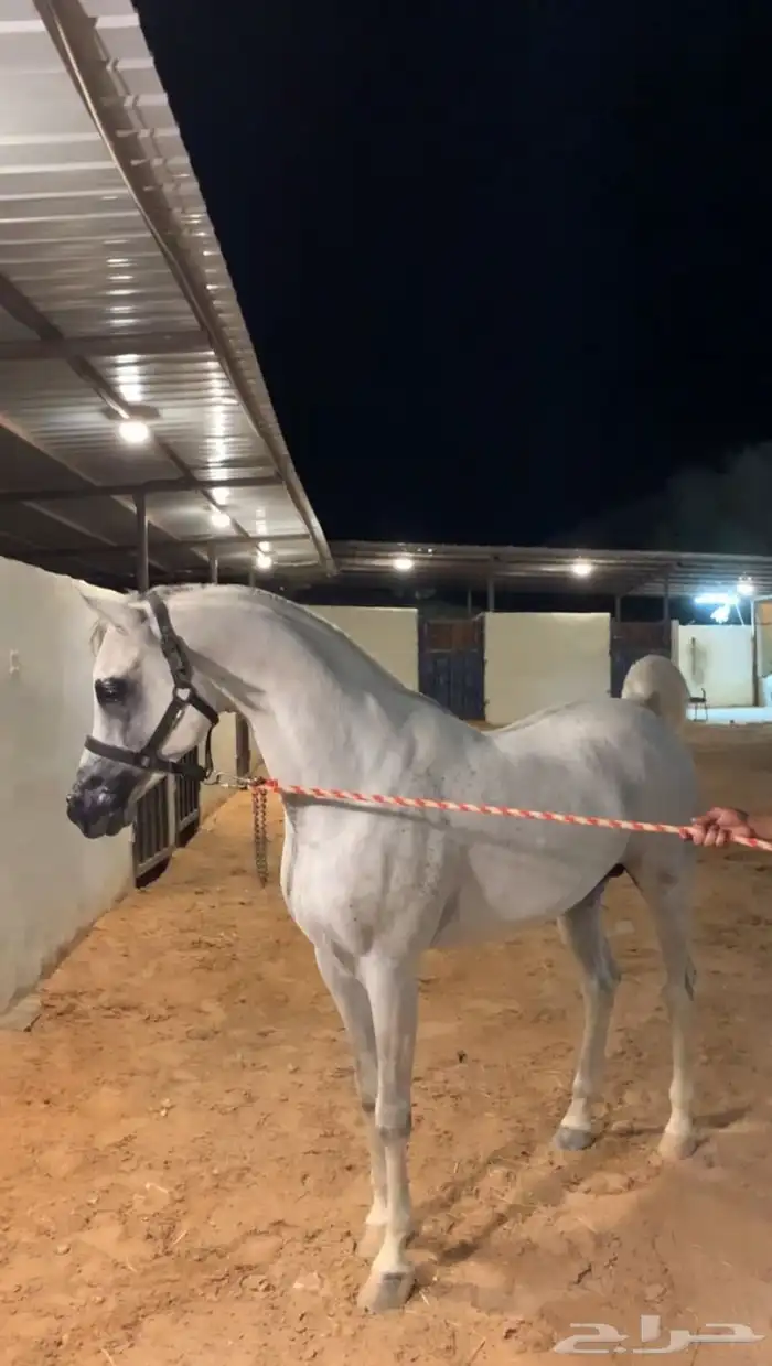 ايواء مربط النياف يرحب بكم عسف تدريب ركوب خيل 3
