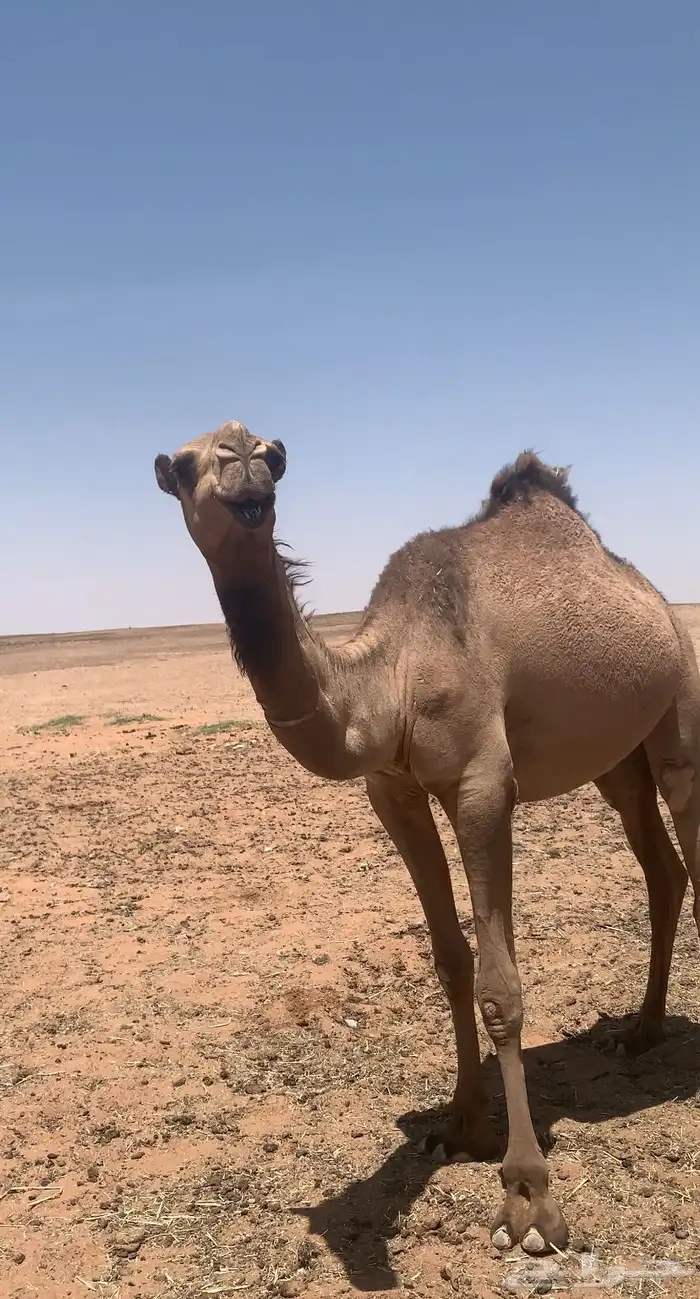 بكره للبيع السن لقيه 1