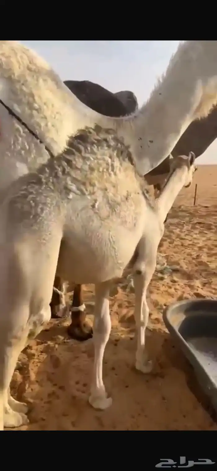 حاشي لباني للبيع 2