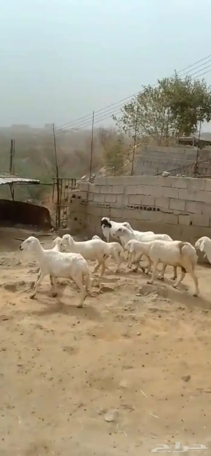 خمس ضان تحتها خمسة 1