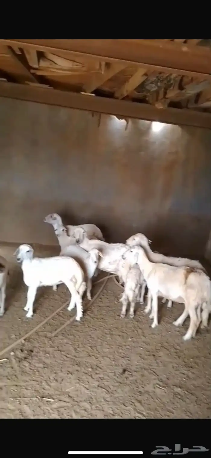 خمس ضان تحتها خمسة 7