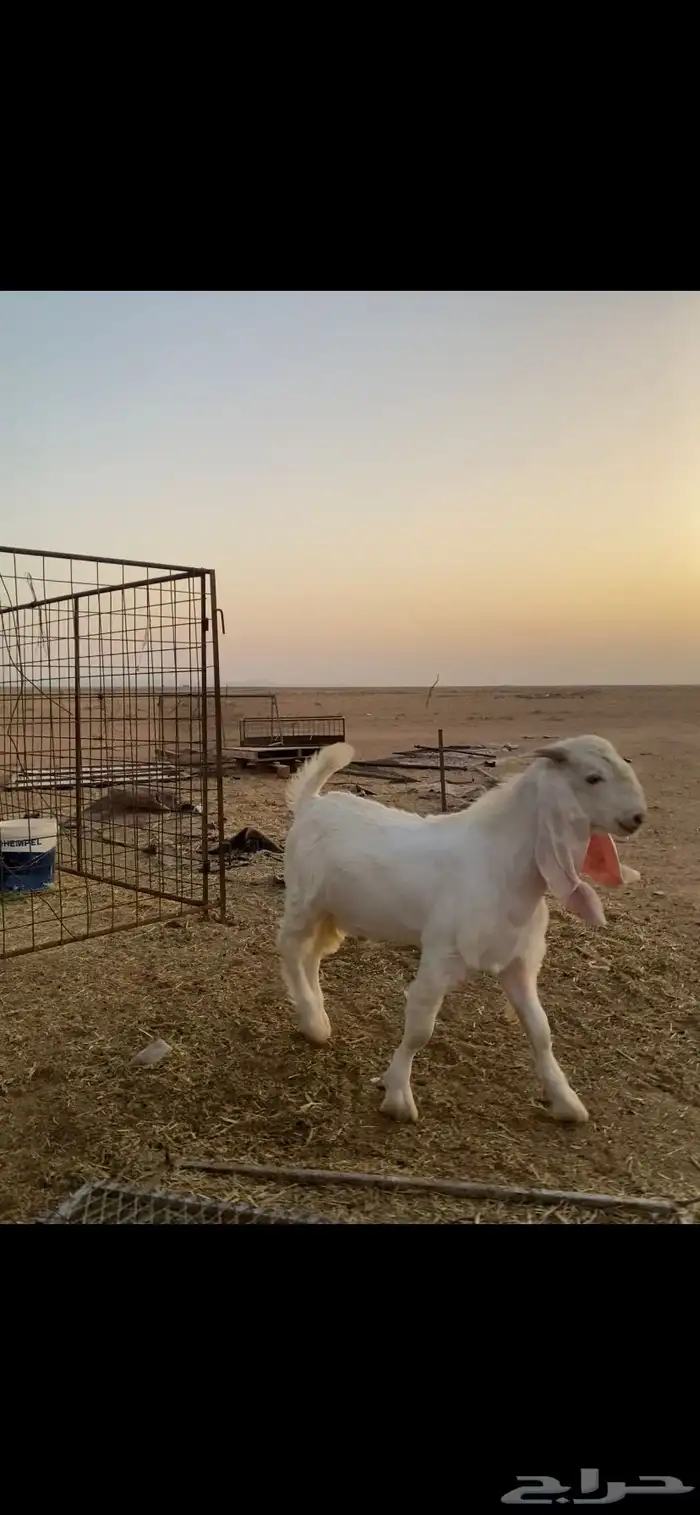 تيس مشروك ابيض 0