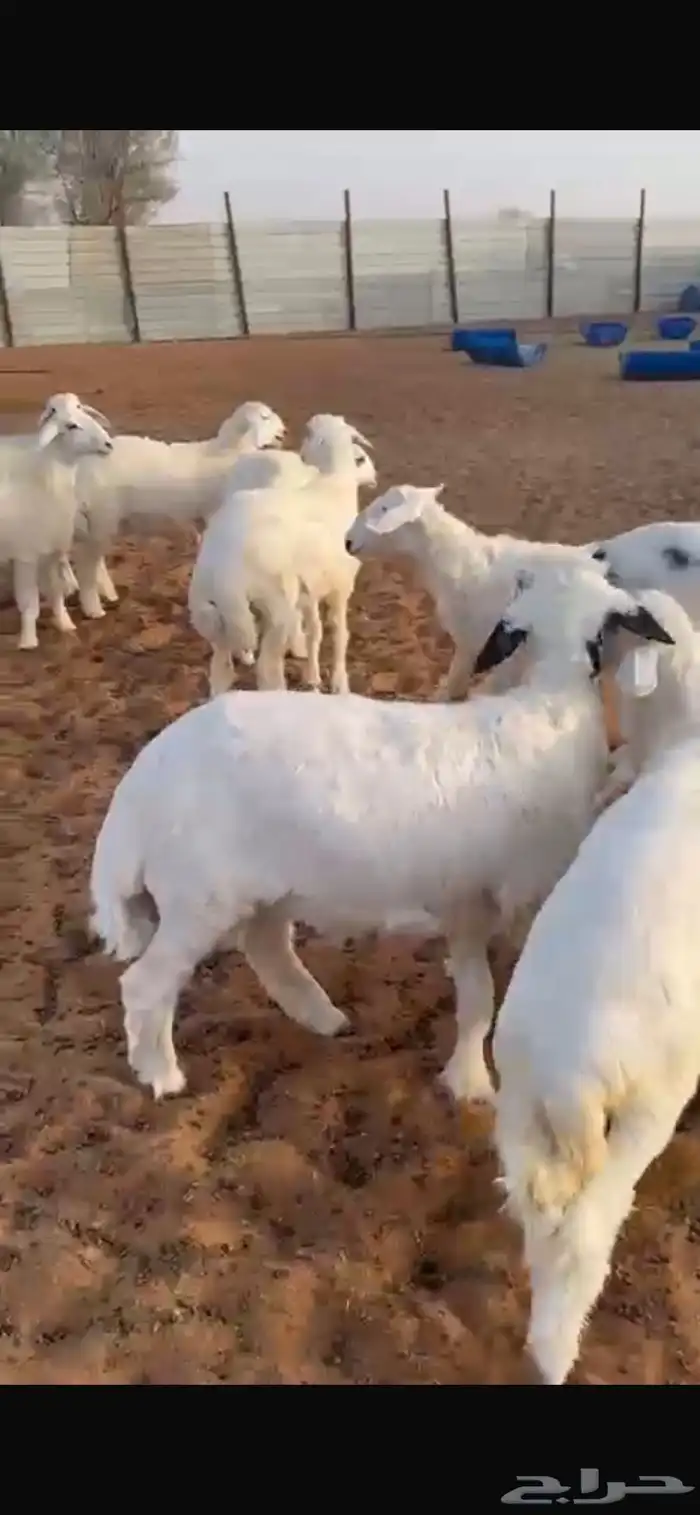 ذبايح شامل الذبح والتوصيل 0