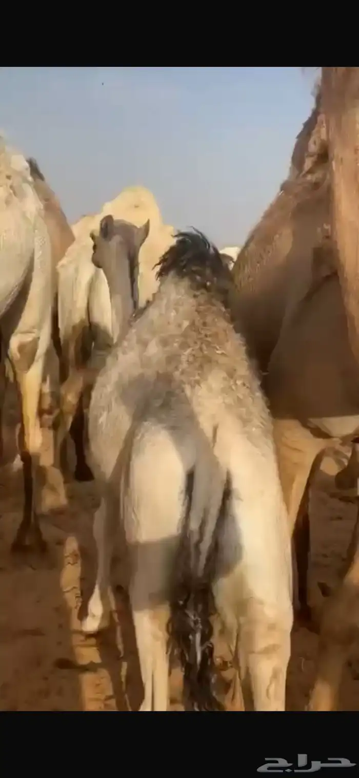 حاشي لباني للبيع 0
