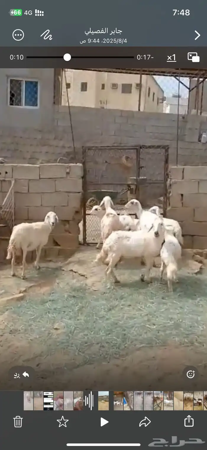 خمس ضان تحتها خمسة 2