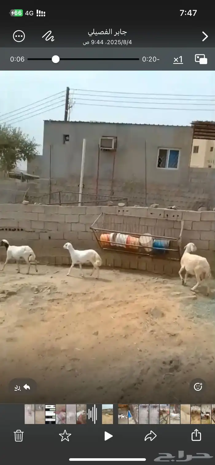 خمس ضان تحتها خمسة 3