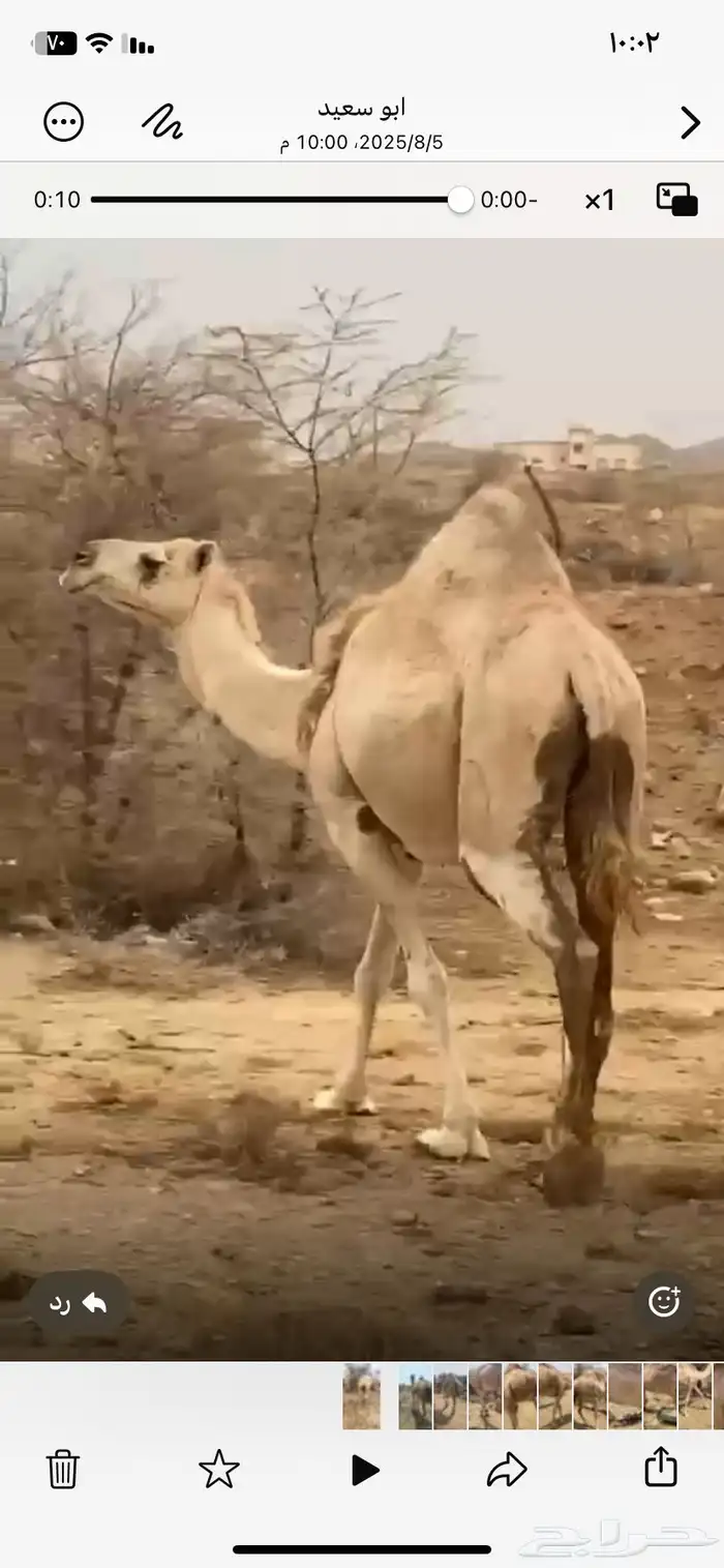ناقة حايل بريه 0