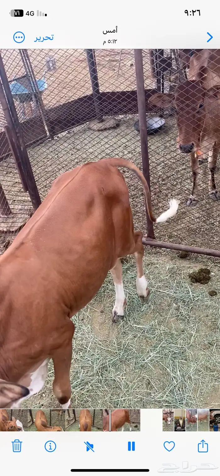 حسيل بلدي مضمونة 3