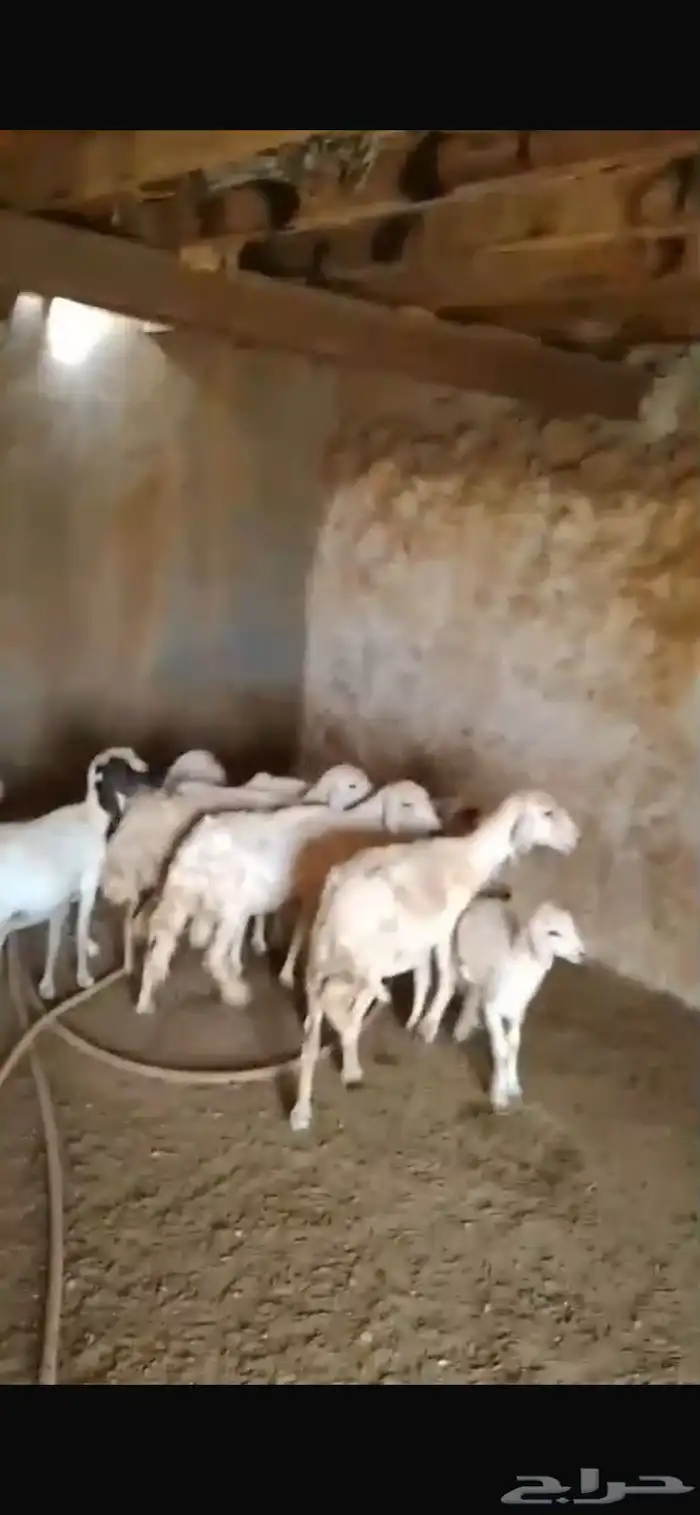 خمس ضان تحتها خمسة 5