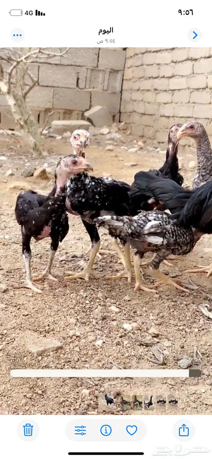 دجاجه سنديه عليها 5 فروخ 1