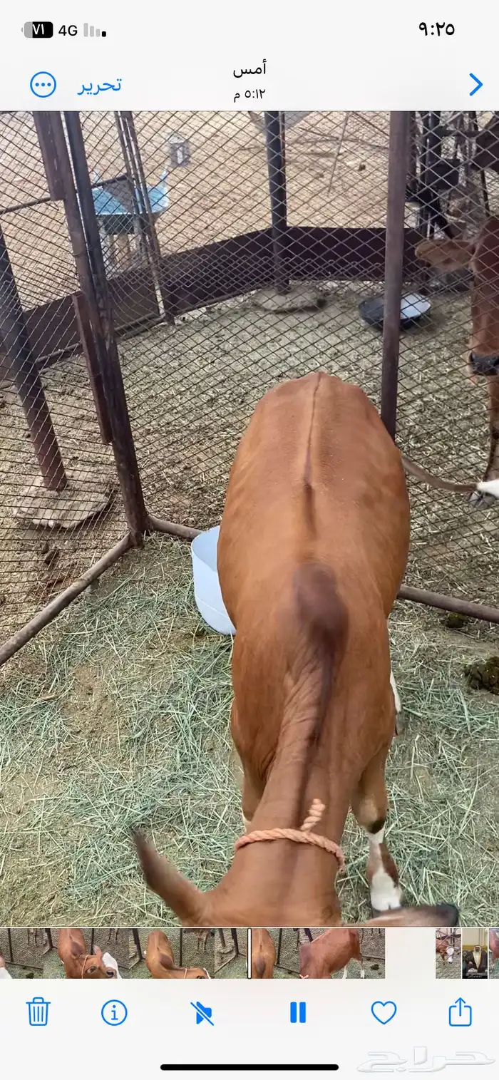 حسيل بلدي مضمونة 0
