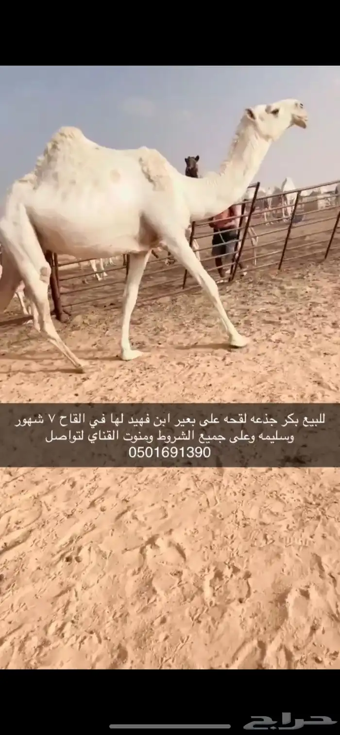 بكر جذعه لقحه 0