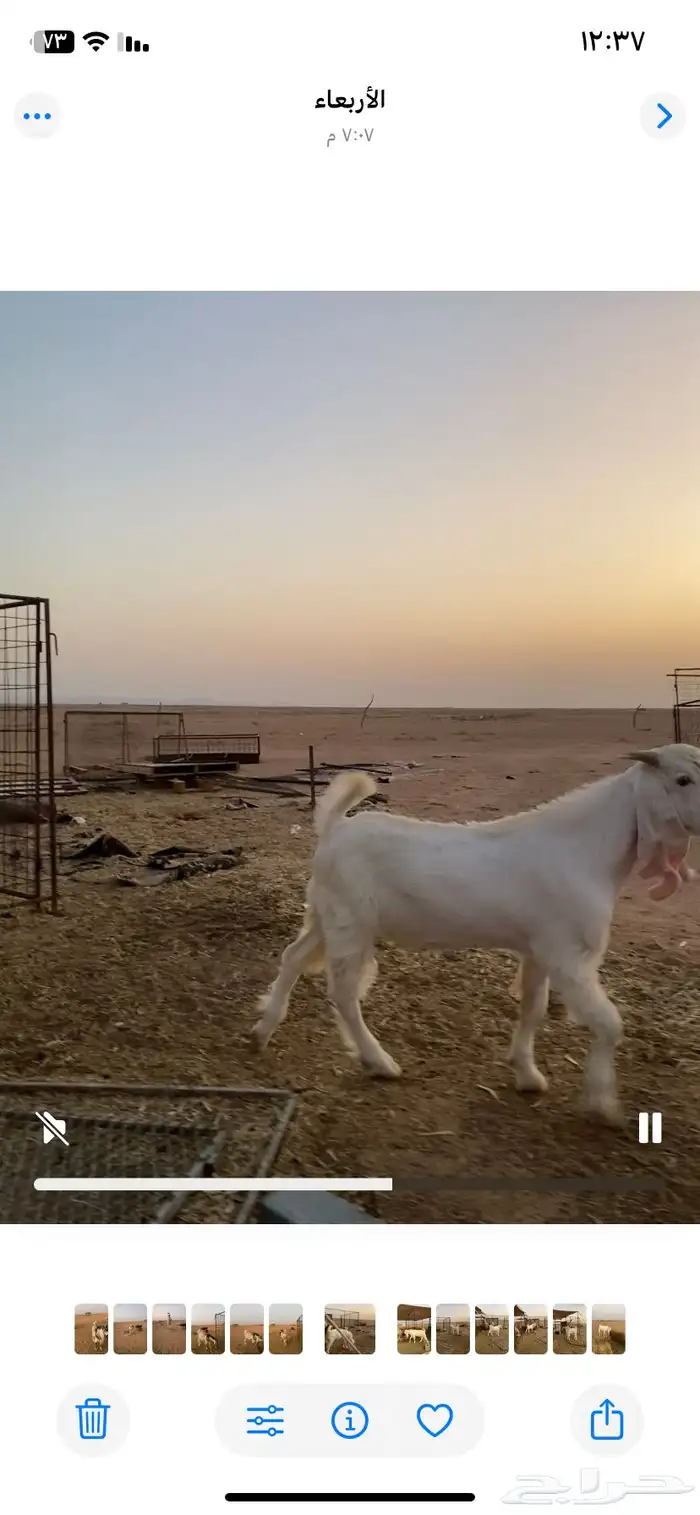 تيس مشروك ابيض 2