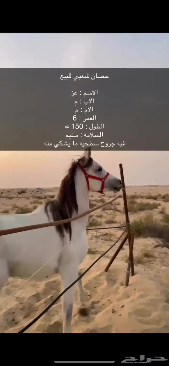 حصان شعبي 3
