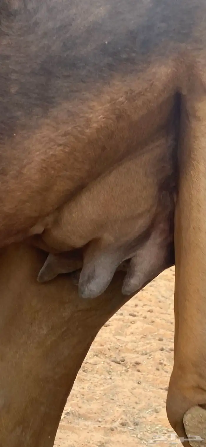 للبيع ناقه بكر 1