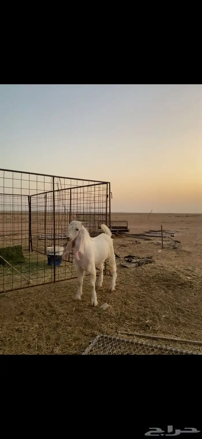 تيس مشروك ابيض 1