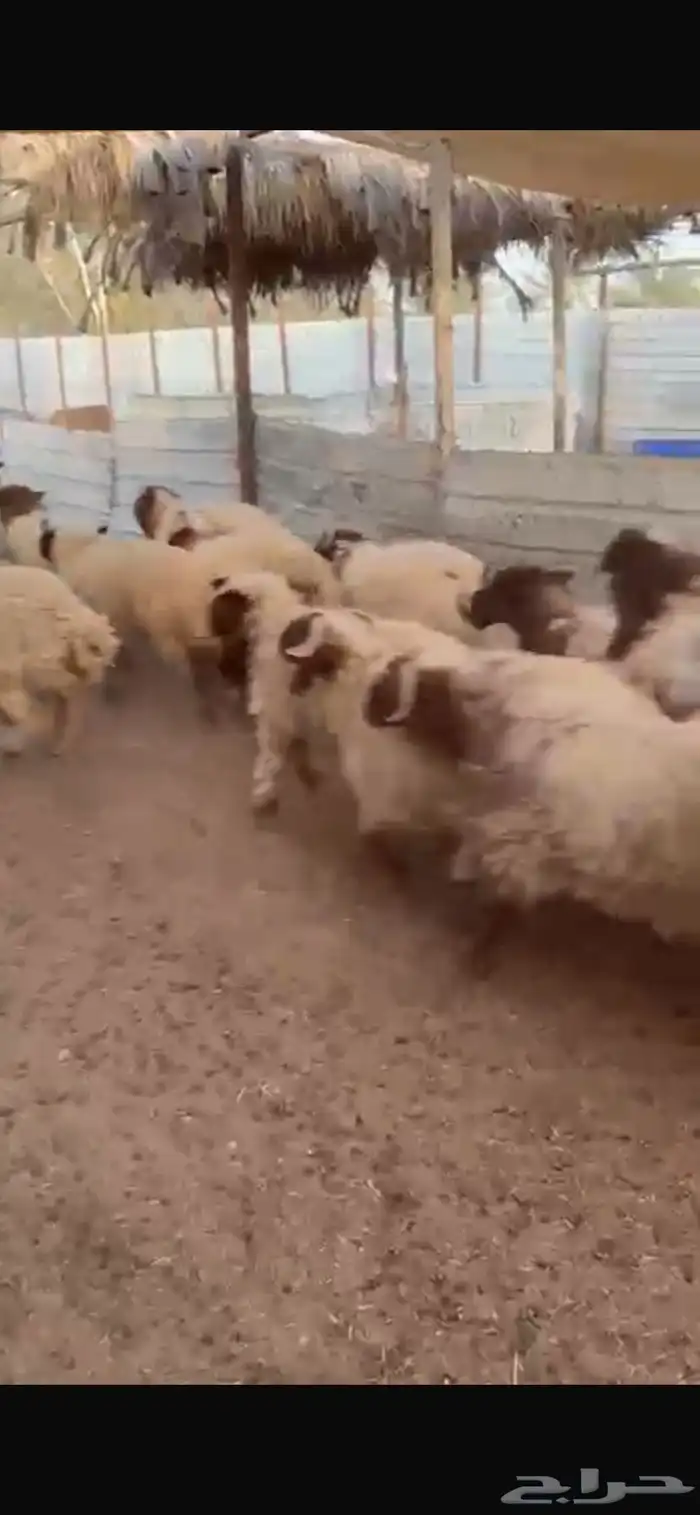 ذبايح شامل الذبح والتوصيل 7
