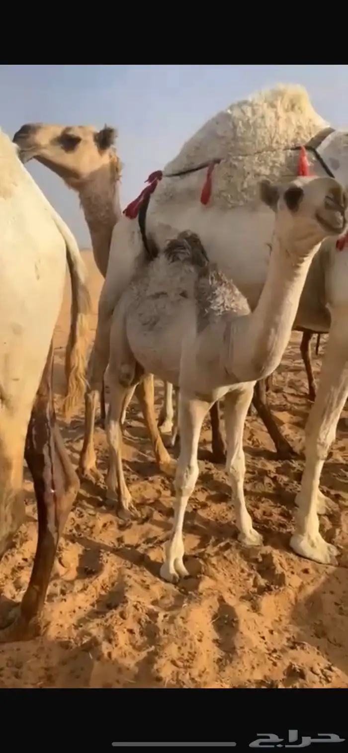 حاشي لباني للبيع 3