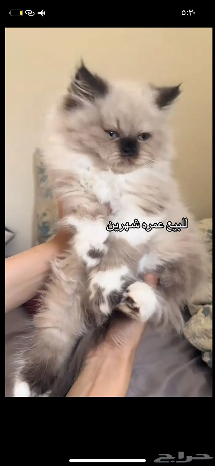 اسلام عليكم ابي قطه لتبني هملايا 3