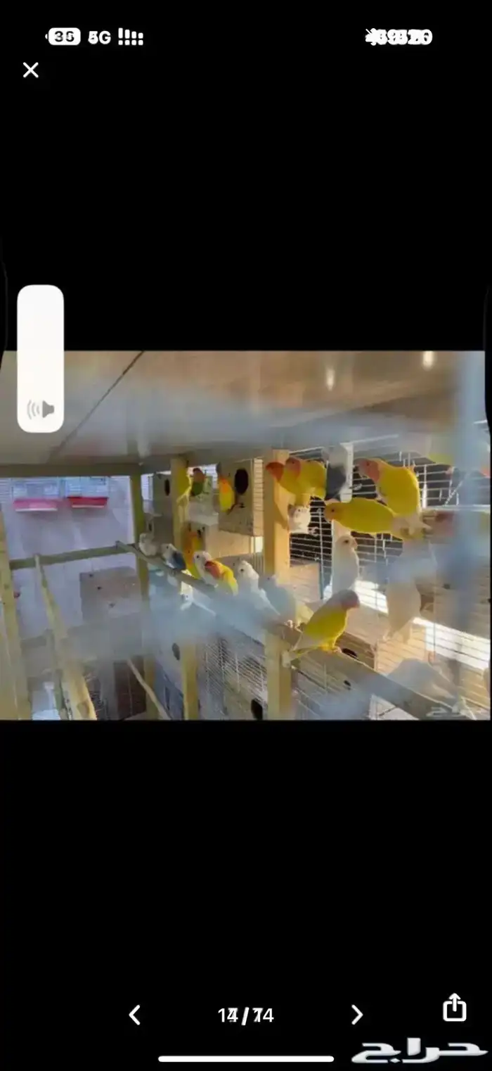 ازواج للبيع 0