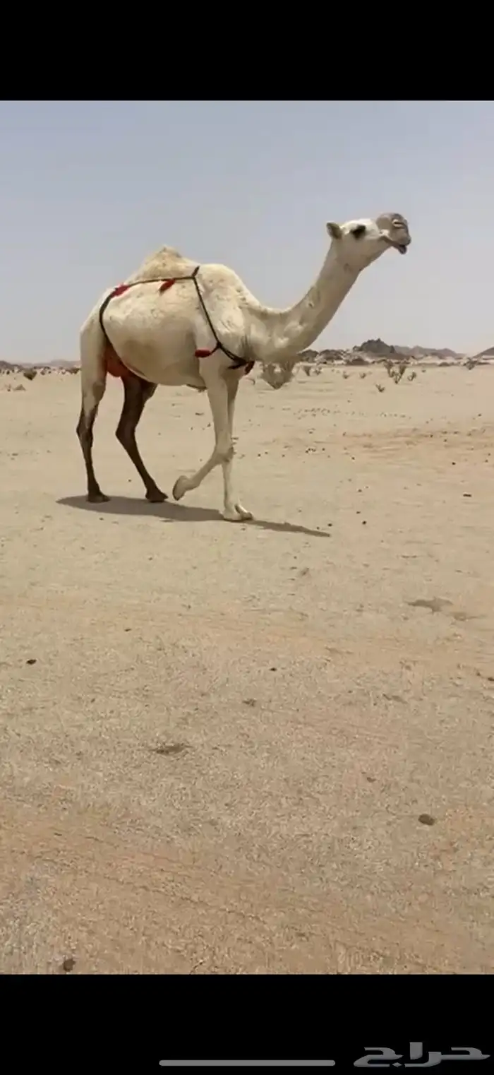 عونيه وضحاء تحتها بكره 0