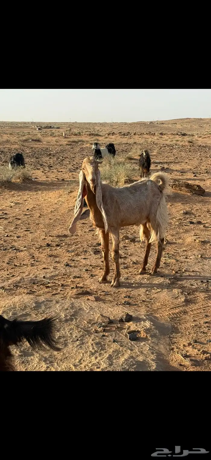 للبيع للبيع معزا مقنوي 7