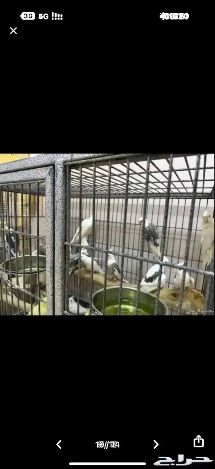 ازواج للبيع 4