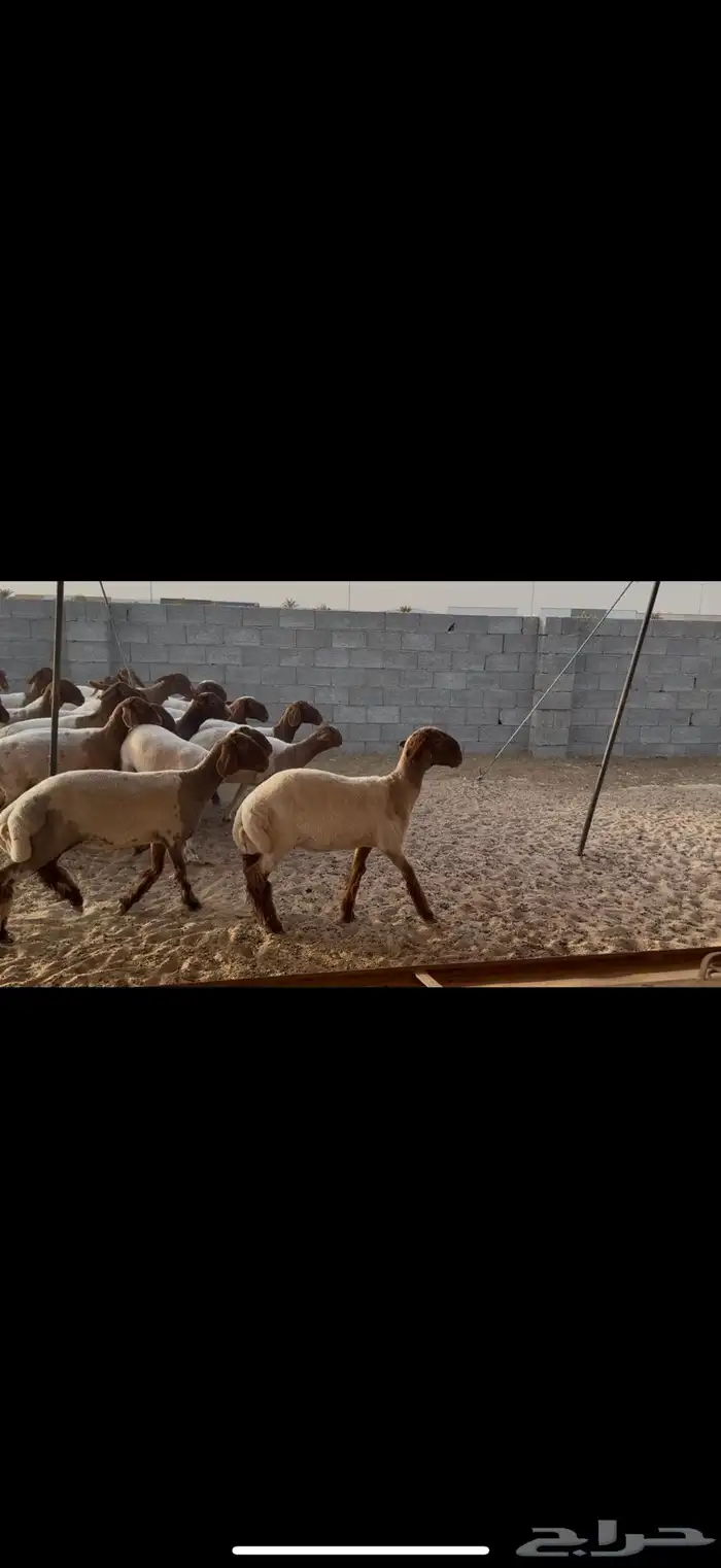 جذعات نعيم مقاني 0