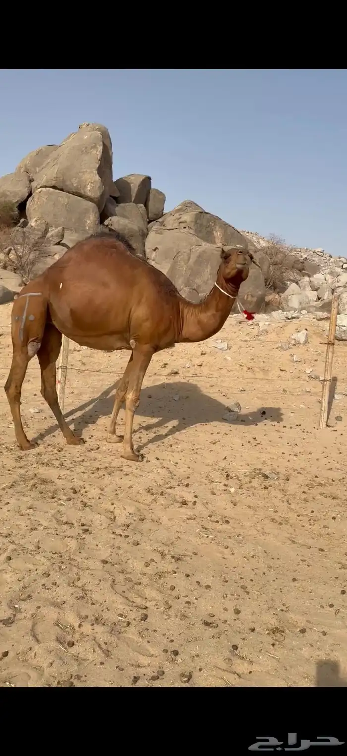 بكرة ساحلية حمراء دم دهماء 0