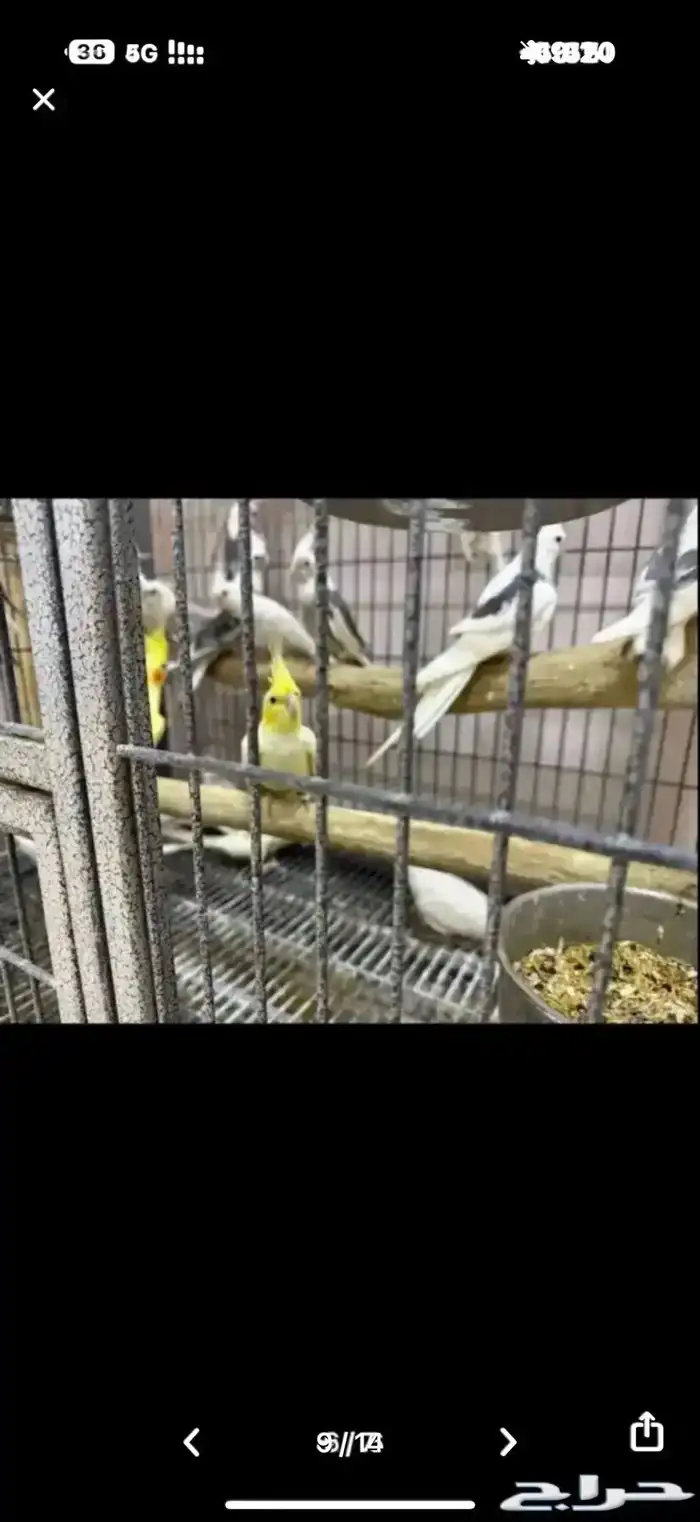 ازواج للبيع 5