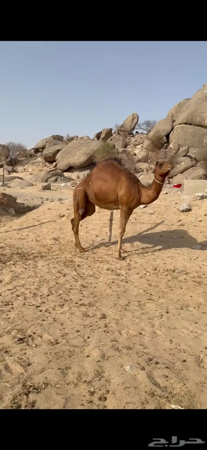 بكرة ساحلية حمراء دم دهماء 2