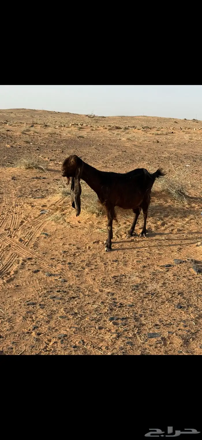 للبيع للبيع معزا مقنوي 3